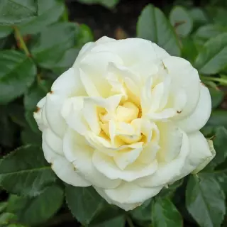 Роза флорибунда Ла Палома 85