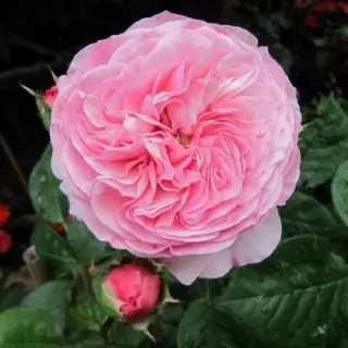 Роза флорибунда Мариятерезия