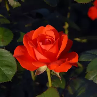 Роза чайно-гибридная Холстейнперле