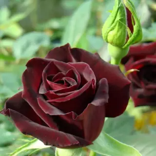 Роза чайно-гибридная Блек Баккара