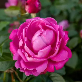 Роза чайно-гибридная Сенте Рояль