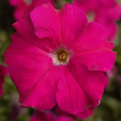Петуния крупноцветковая Тритуния Роуз фото 1