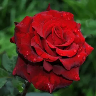 Роза чайно-гибридная Блек Маджик