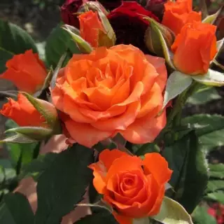 Роза спрей Алегрия 
