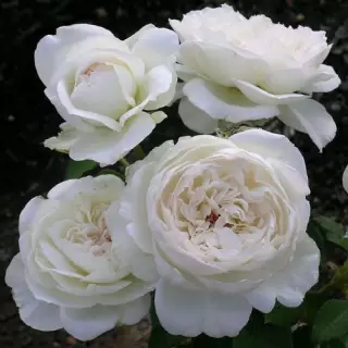 Роза флорибунда Болеро