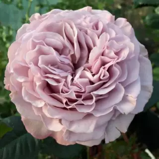 Роза чайно-гибридная Блю Гёрл