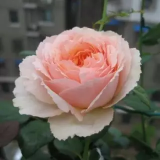 Роза чайно-гибридная Салманасар
