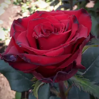 Роза чайно-гибридная Ред Амур