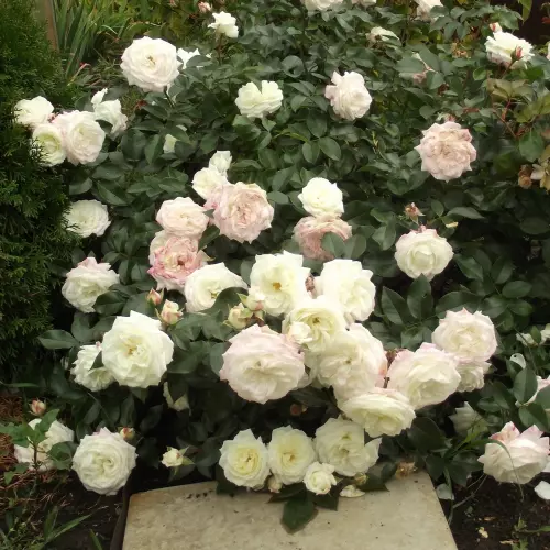  Роза флорибунда Алабастер фото 2
