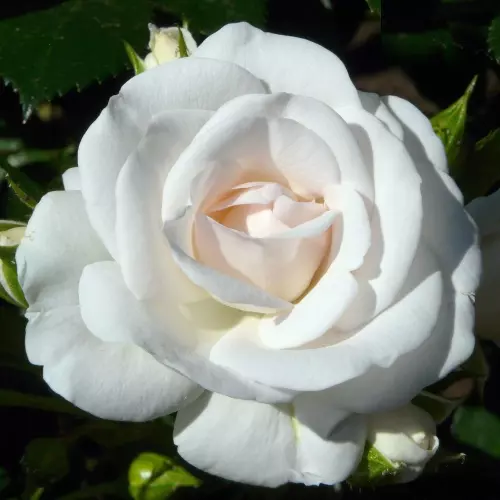  Роза флорибунда Аспирин фото 1