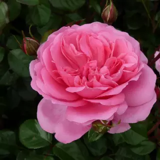 Роза флорибунда Берлебург