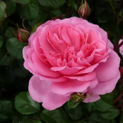  Роза флорибунда Берлебург фото 1