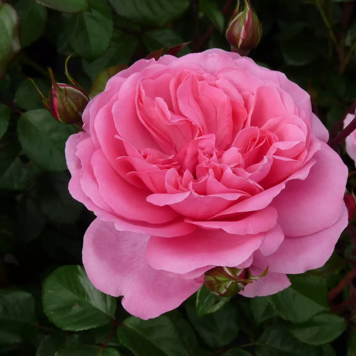 Роза флорибунда Берлебург фото 1