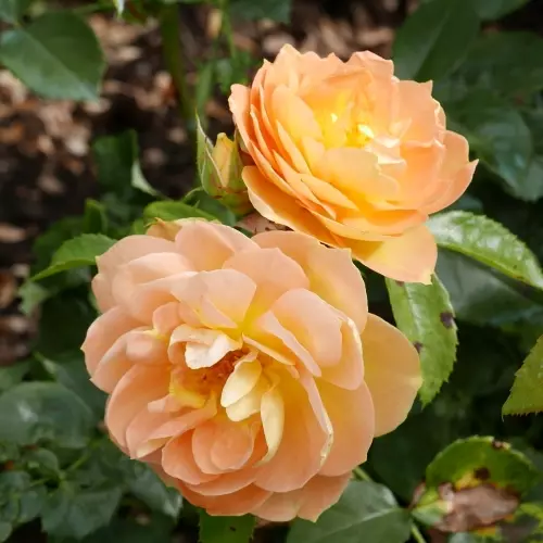  Роза флорибунда Бернштайн Розе фото 2