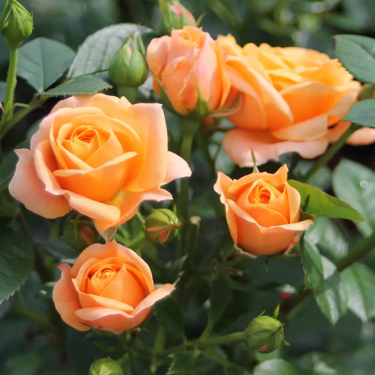 Роза флорибунда Бернштайн Розе фото 1