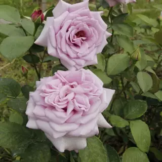 Роза чайно-гибридная Блю Мун