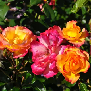 Роза шраб Бонанза