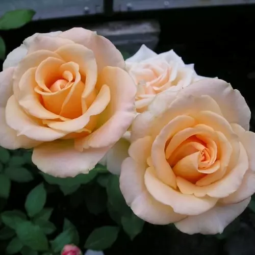 Роза чайно-гибридная Версилия фото 1
