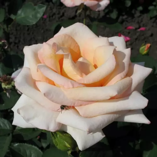 Роза чайно-гибридная Версилия фото 2