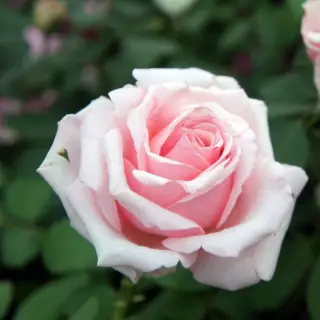 Роза чайно-гибридная Вивальди