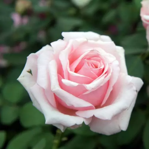  Роза чайно-гибридная Вивальди фото 1
