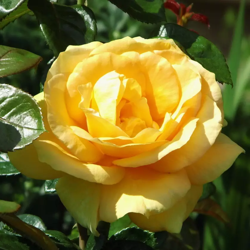 Роза чайно-гибридная Голден Медальон фото 1