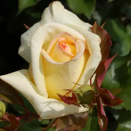  Роза чайно-гибридная Голден Тауэр фото 2
