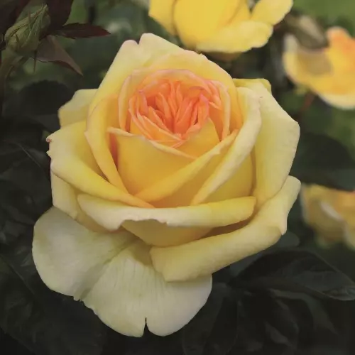  Роза чайно-гибридная Голден Тауэр фото 1
