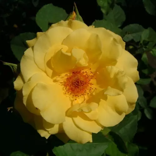  Роза плетистая Голдштерн фото 1
