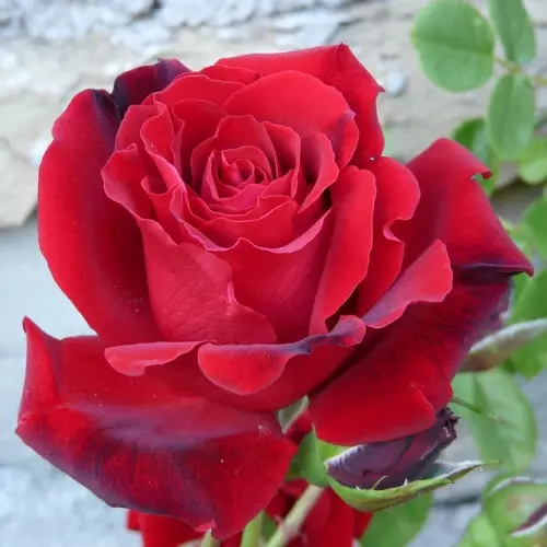 Роза плетистая Грандесса - купить в садовом центре Gardenstreet