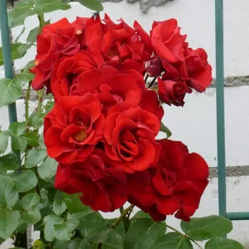 Роза плетистая Грандесса - купить в садовом центре Gardenstreet