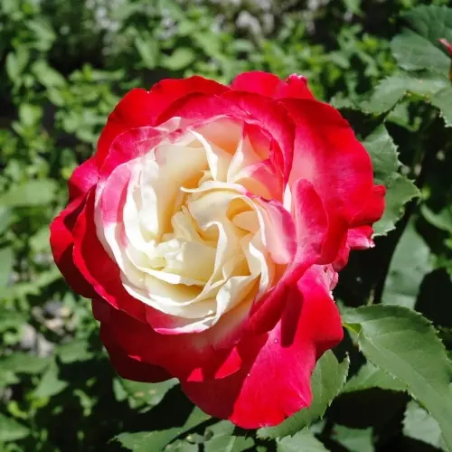  Роза чайно-гибридная Дабл Делайт фото 3