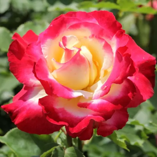  Роза чайно-гибридная Дабл Делайт фото 1