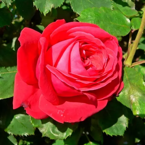 Роза чайно-гибридная Дам де Кер фото 3