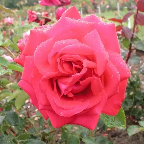 Роза чайно-гибридная Дам де Кер фото 1