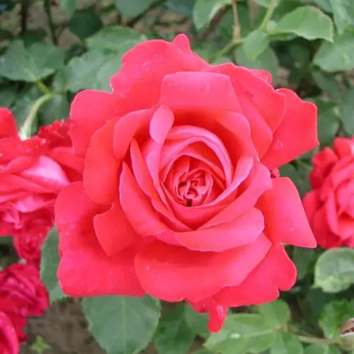  Роза чайно-гибридная Дам де Кер фото 2