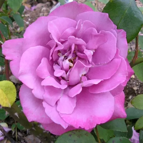 Роза флорибунда Дойче Велле фото 1