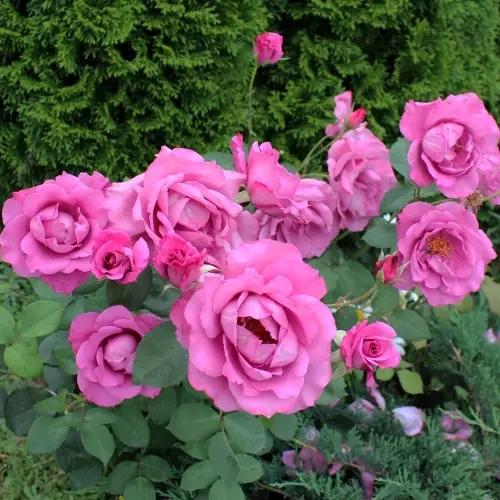 Роза флорибунда Дойче Велле фото 2