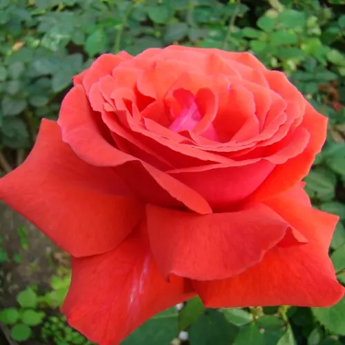  Роза чайно-гибридная Дуфтвольке фото 2