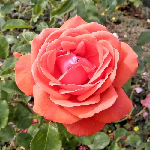 Роза чайно-гибридная Дуфтвольке фото 3
