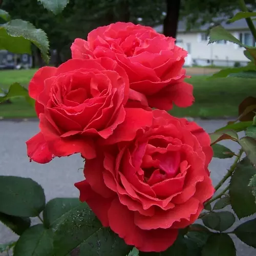  Роза чайно-гибридная Дуфтвольке фото 1