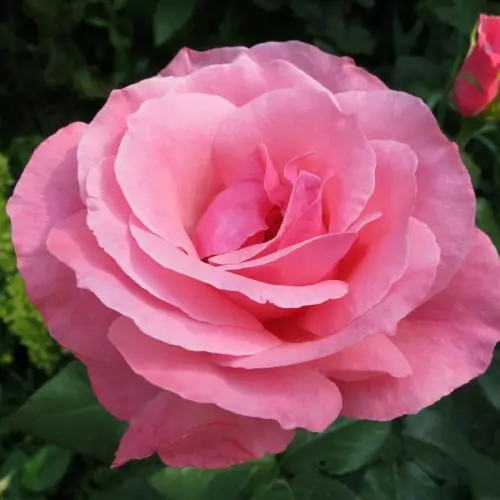  Роза чайно-гибридная Квин Элизабет фото 1