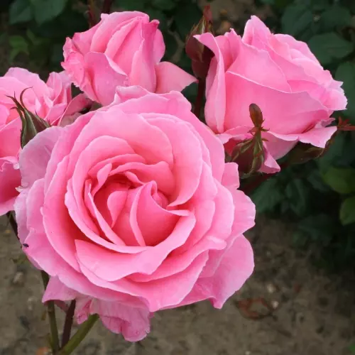  Роза чайно-гибридная Квин Элизабет фото 2