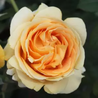 Роза чайно-гибридная Канделайт