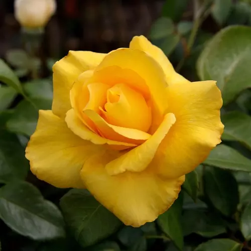 Роза чайно-гибридная Керио фото 1