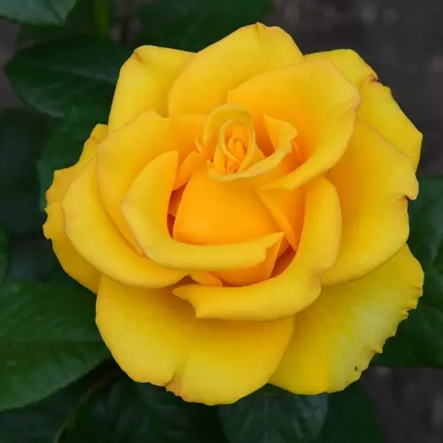 Роза чайно-гибридная Керио фото 2