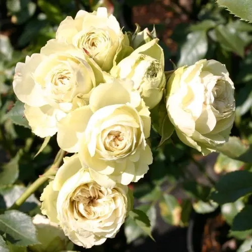 Роза флорибунда Лавли Грин фото 1