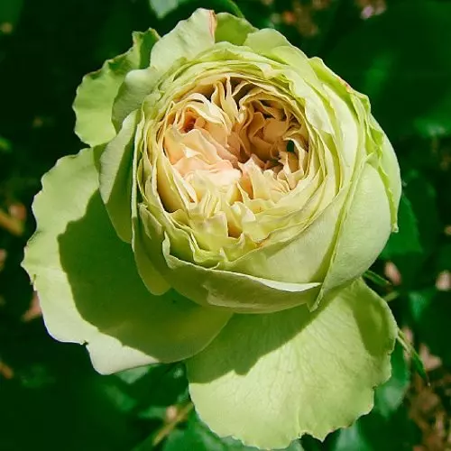 Роза флорибунда Лавли Грин фото 2