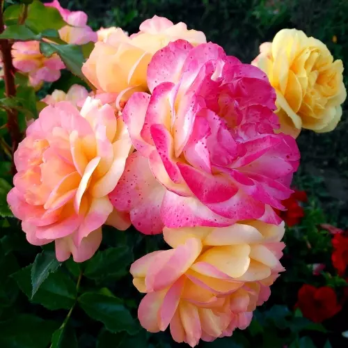  Роза флорибунда Лампион фото 3