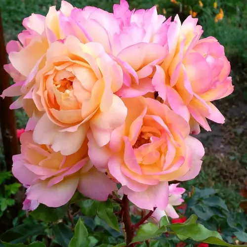 Роза флорибунда Лампион фото 1